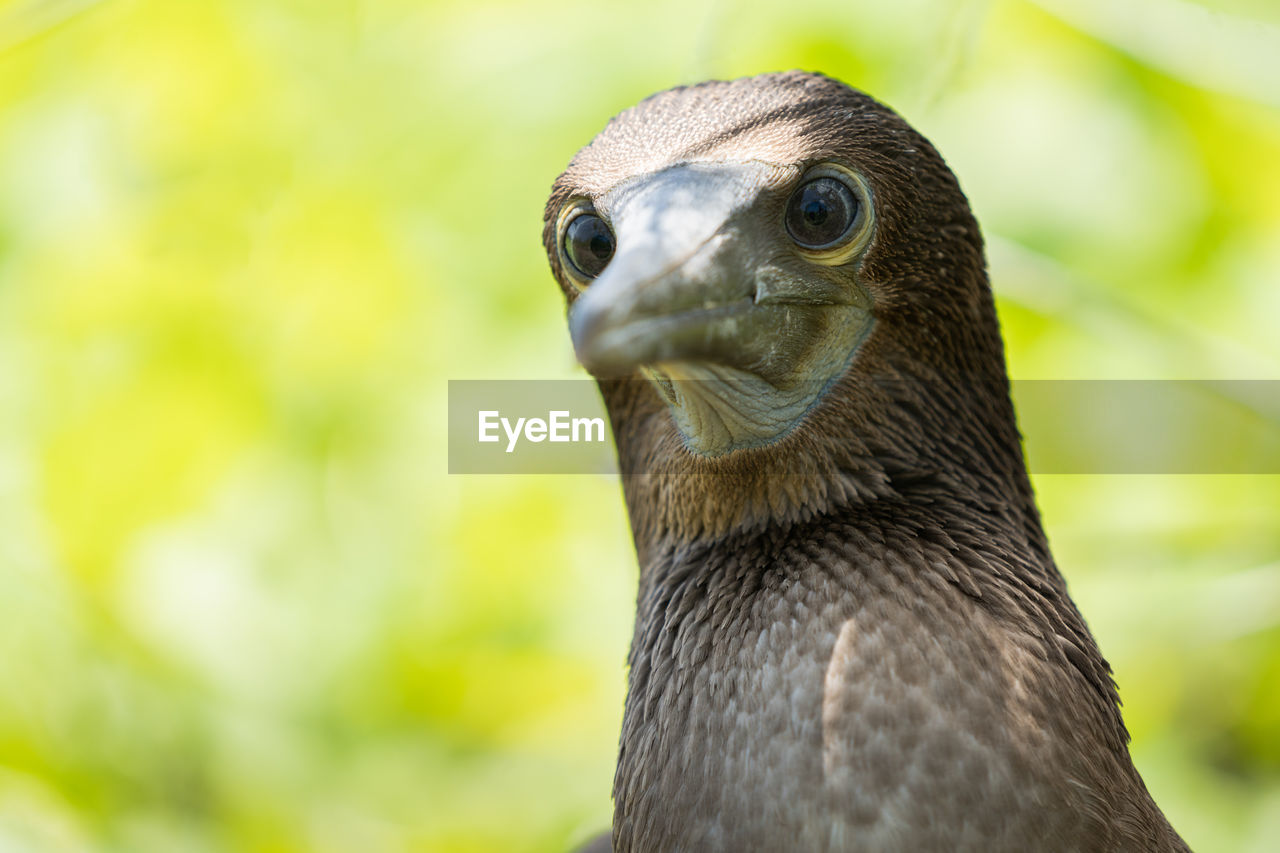 CLOSE-UP OF A DUCK