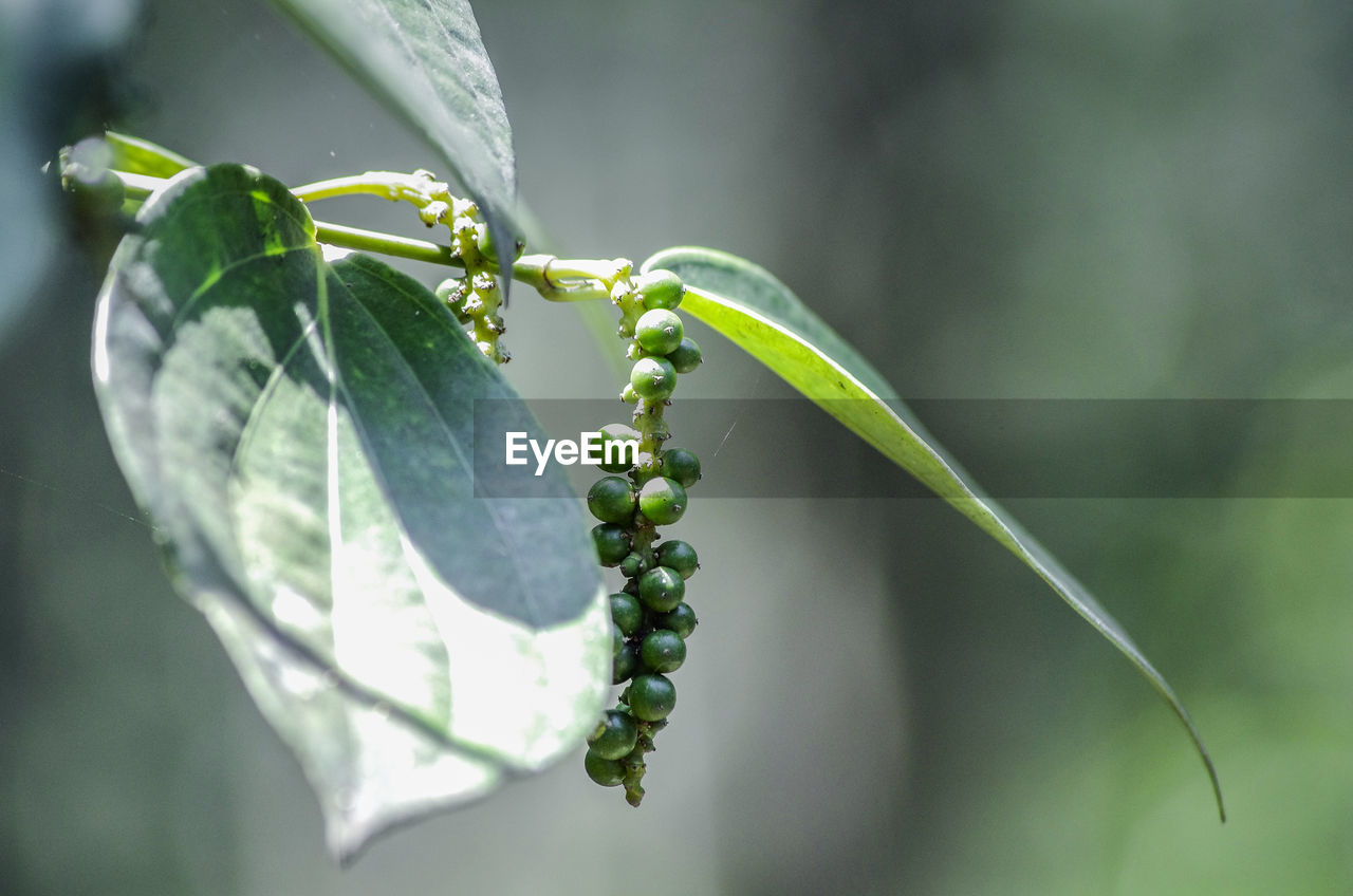 Close-up of fresh green plant