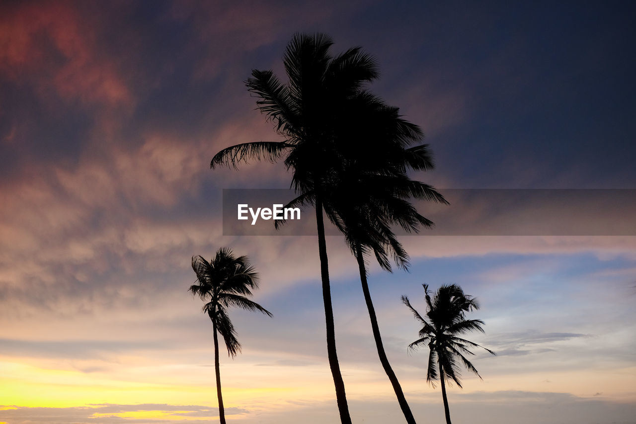 Low angle view of silhouette palm tree against sky