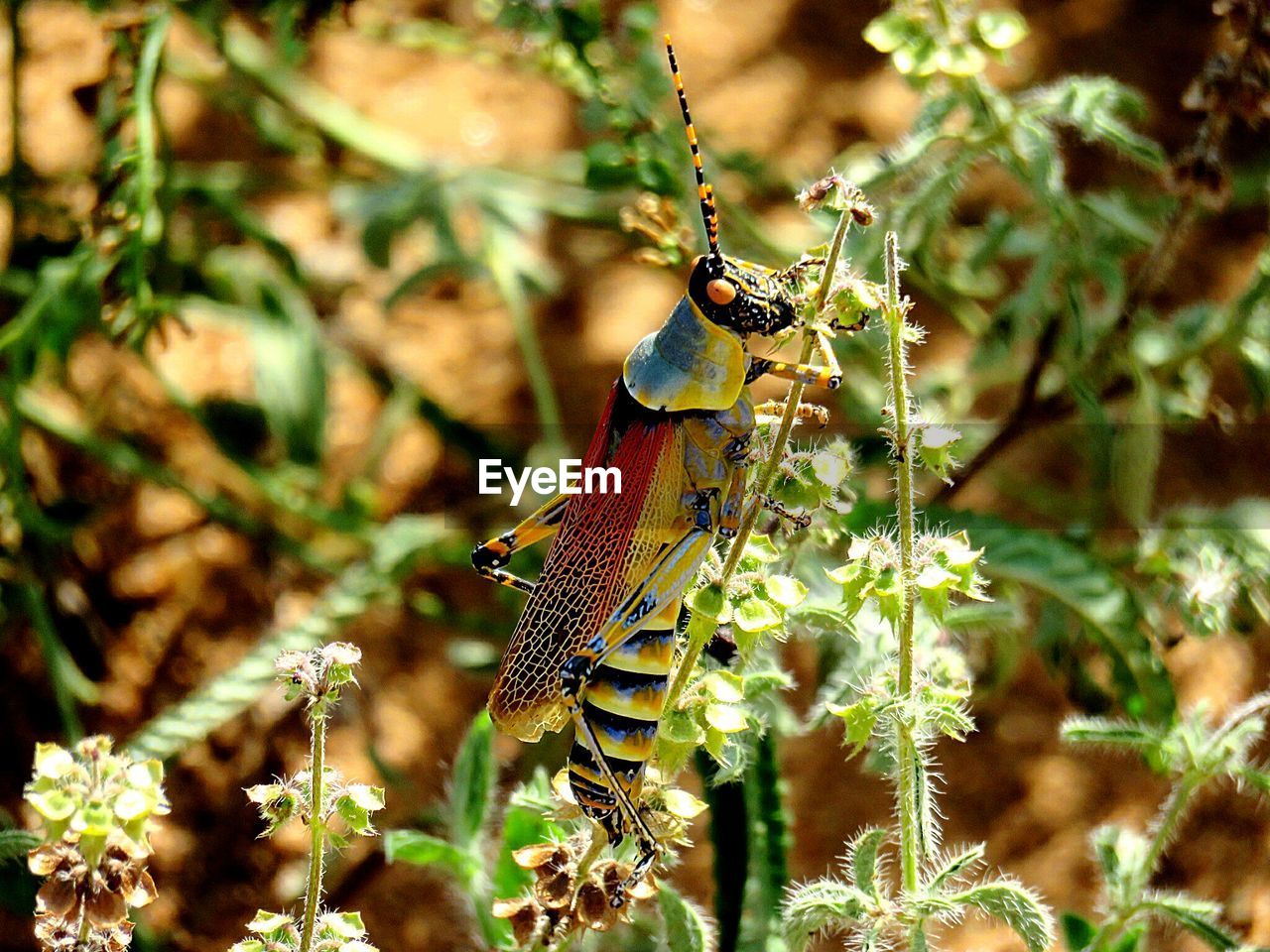 Close-up of insect on plants