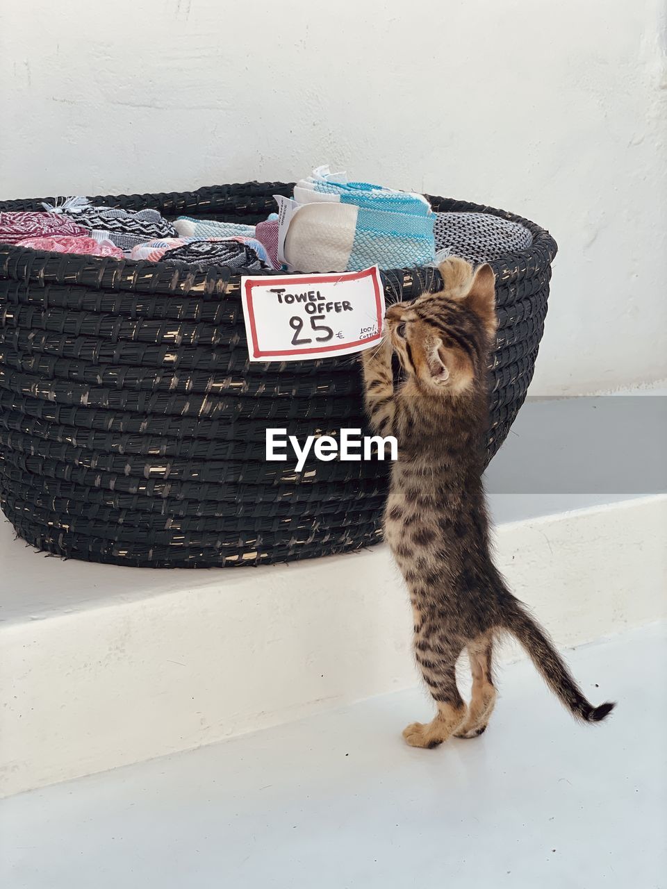 Little kitten playing at the island market 