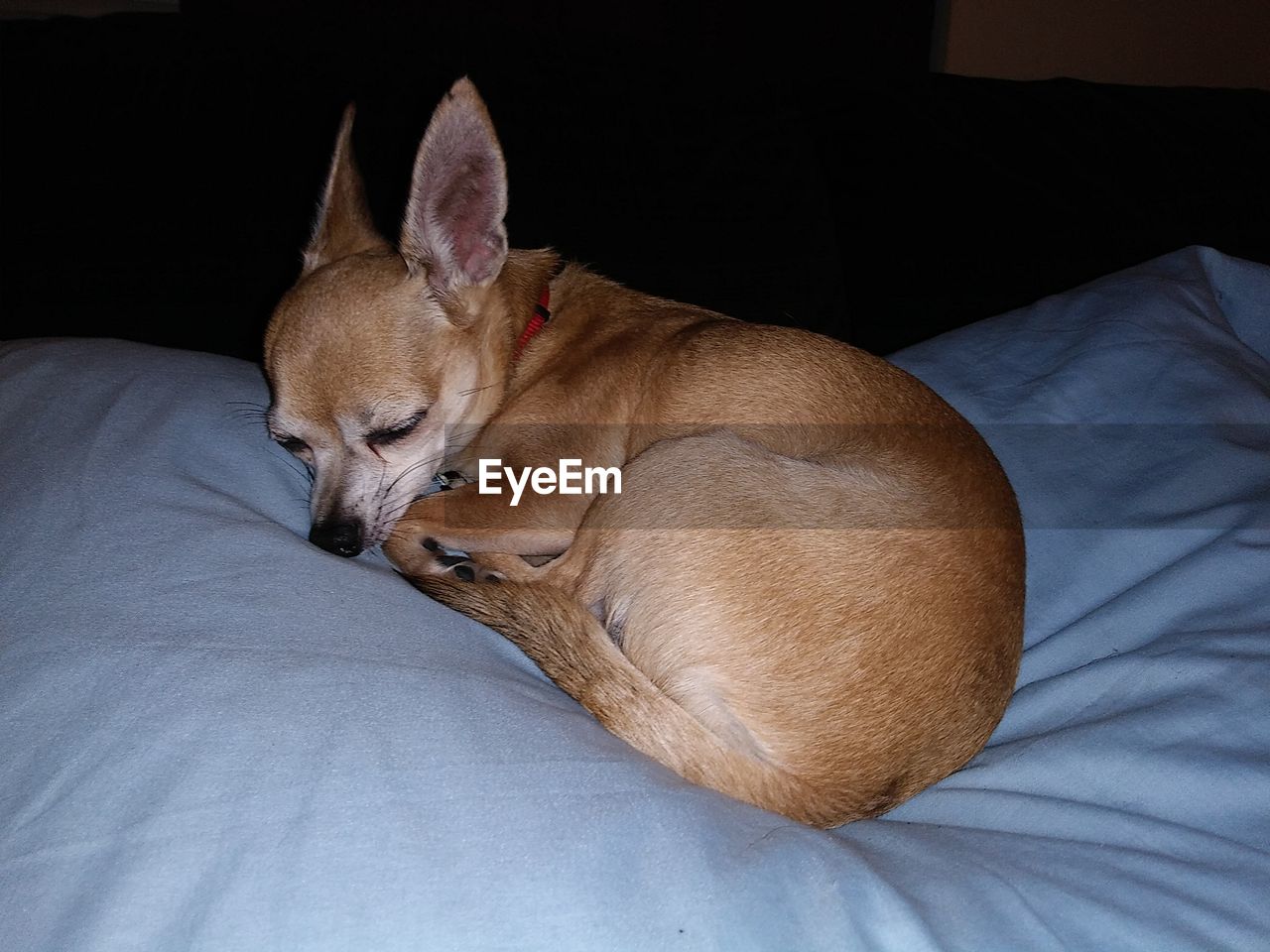 3lbs 3/4 oz deer type chihuahua napping.on my pillow.