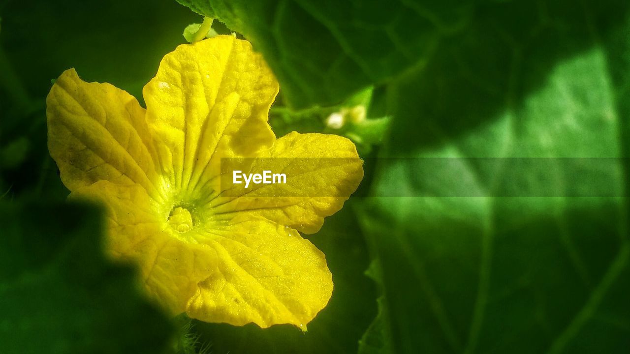 CLOSE-UP OF YELLOW FLOWERS