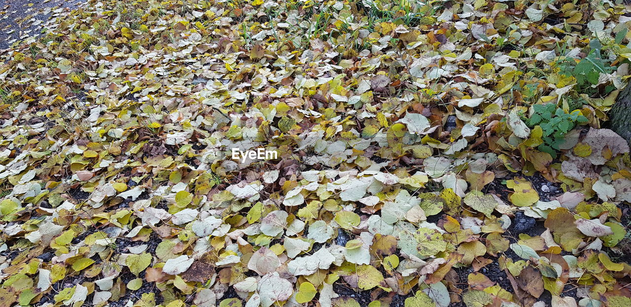 FULL FRAME SHOT OF AUTUMNAL TREE