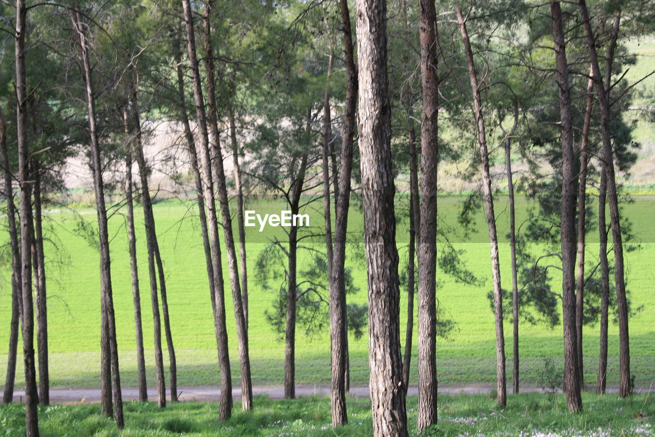 PANORAMIC VIEW OF PINE TREES IN FOREST