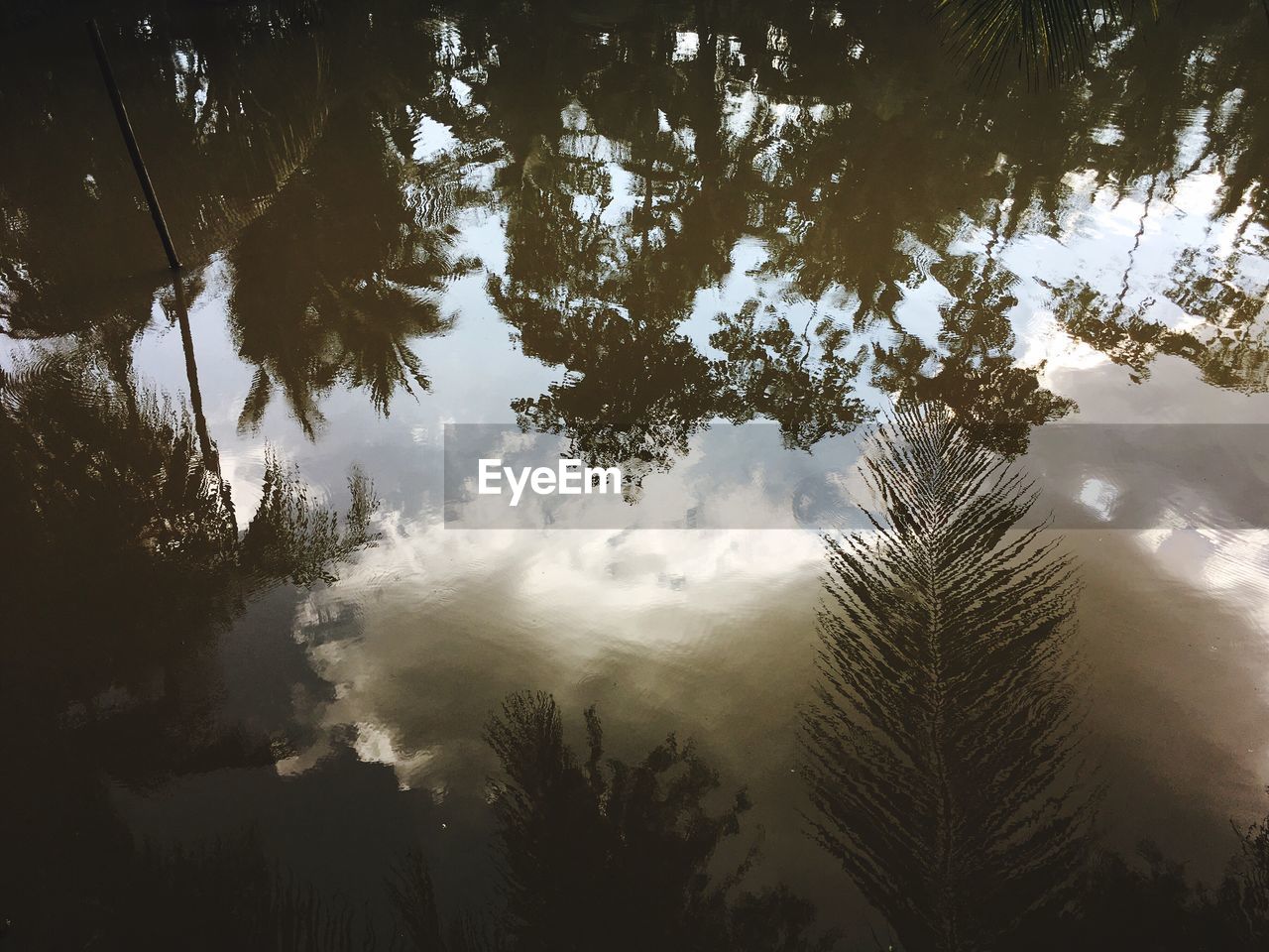 LOW ANGLE VIEW OF SILHOUETTE TREES IN FOREST