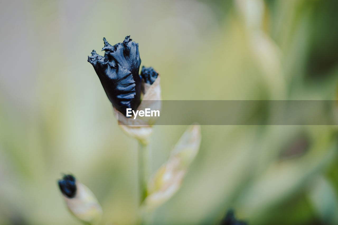 CLOSE-UP OF INSECT ON LEAF