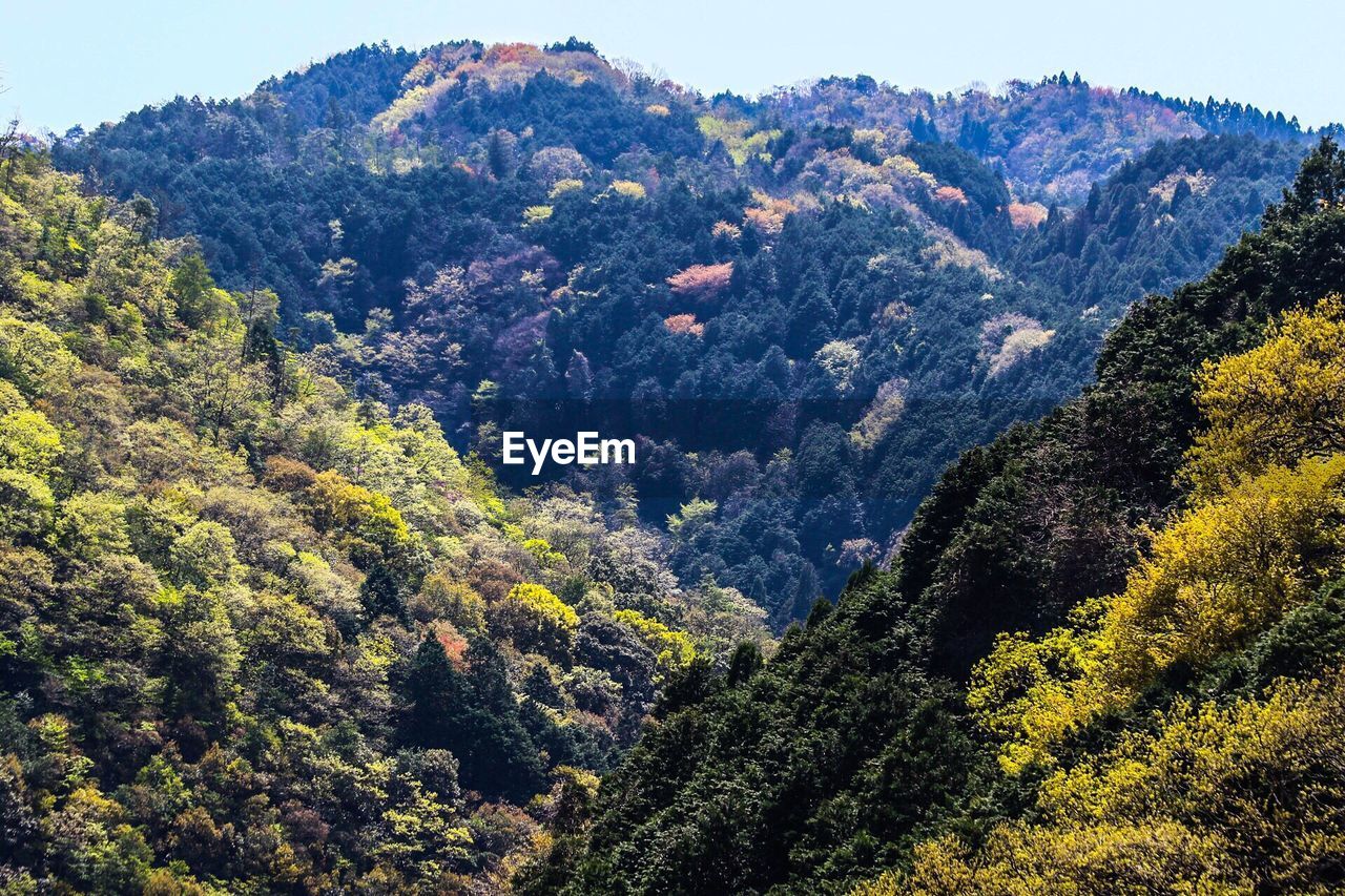 Idyllic shot of trees in forest