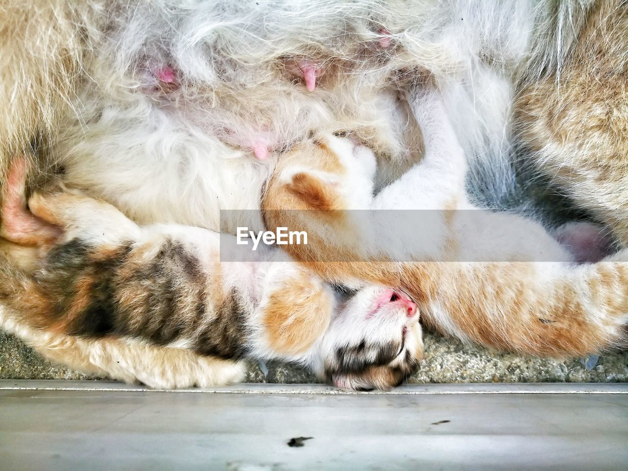 Close-up of cat relaxing on floor