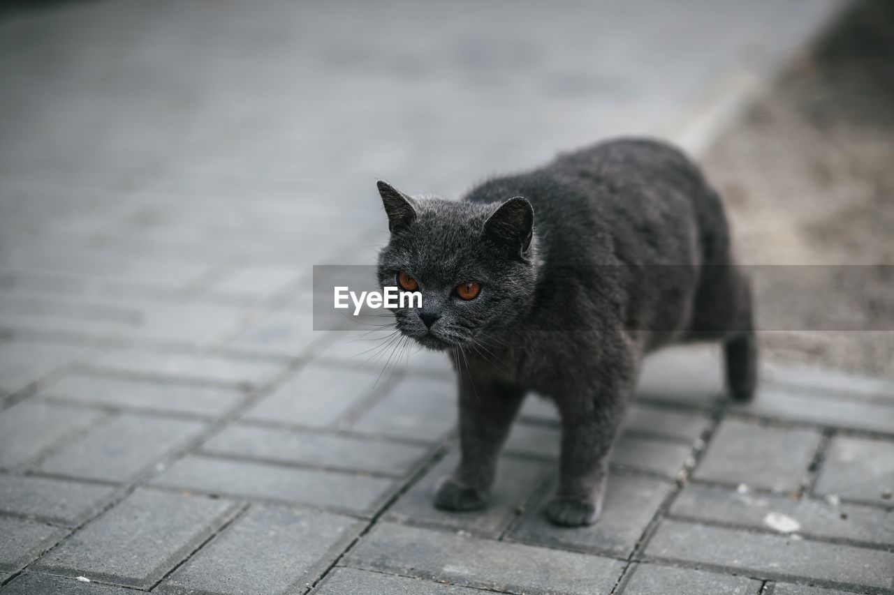 animal, animal themes, cat, pet, mammal, one animal, domestic animals, domestic cat, feline, black, whiskers, felidae, small to medium-sized cats, street, footpath, city, no people, portrait, looking at camera, black cat, gray, carnivore, kitten