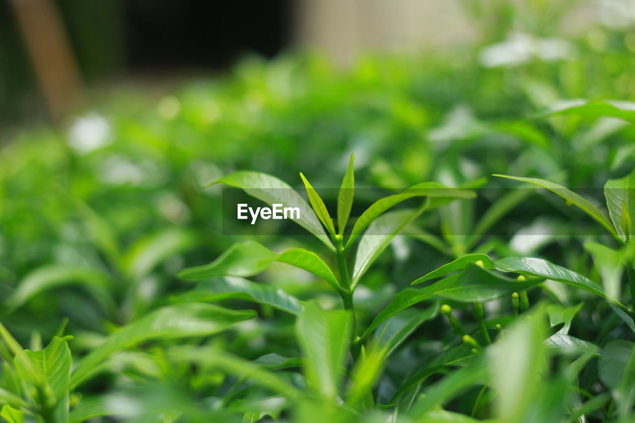 CLOSE-UP OF FRESH GREEN LEAF ON PLANT