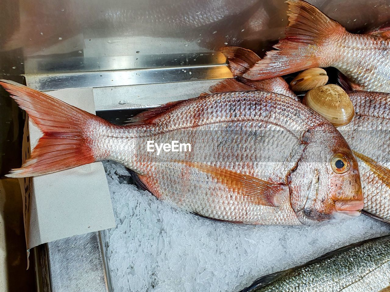 fish, seafood, food and drink, food, freshness, animal, raw food, wellbeing, no people, for sale, healthy eating, retail, market, indoors, close-up, fishing, fishing industry, animal themes, high angle view, still life, aquarium