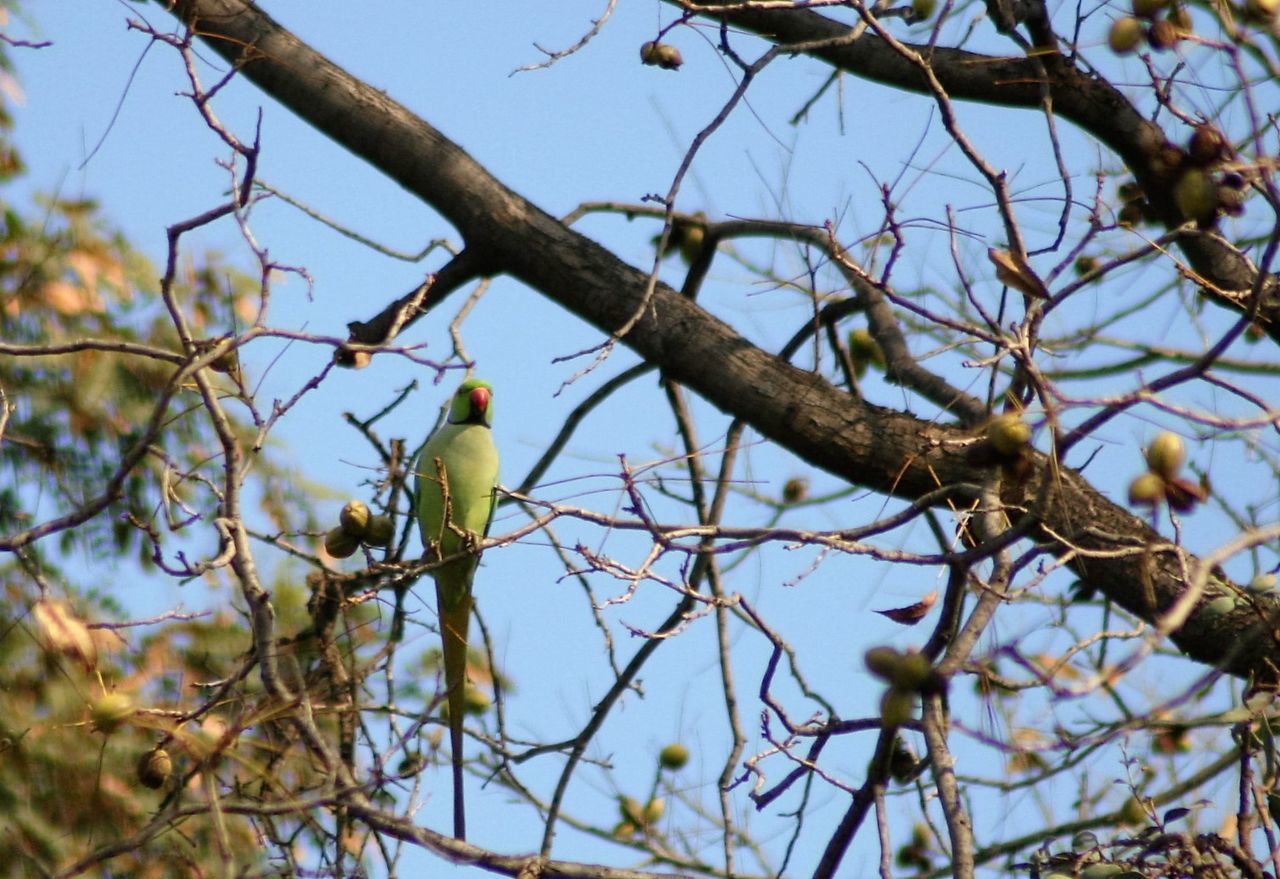 LOW ANGLE VIEW OF BIRD PERCHING ON BRANCH