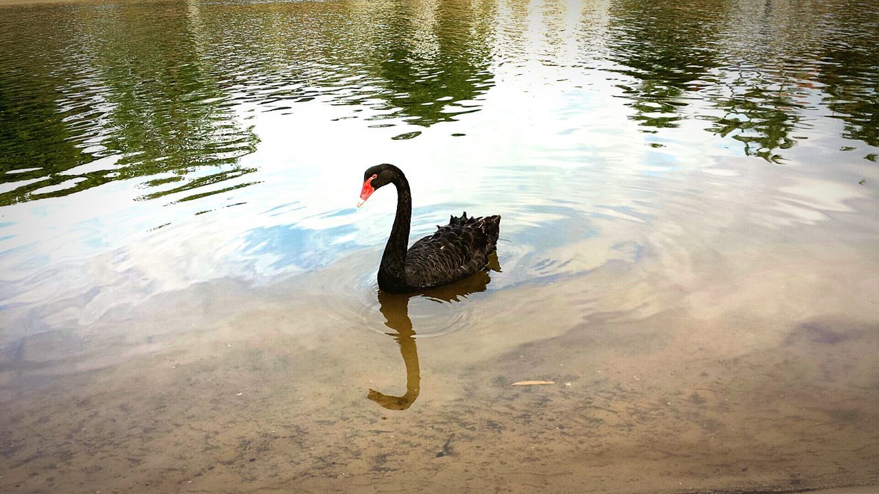 High angle view of black swan in lake