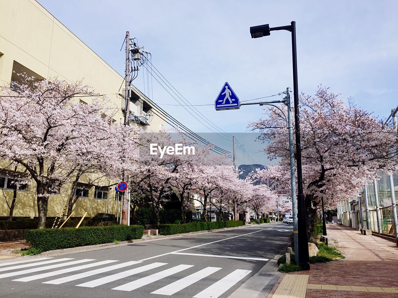 VIEW OF FLOWERS AND TREES