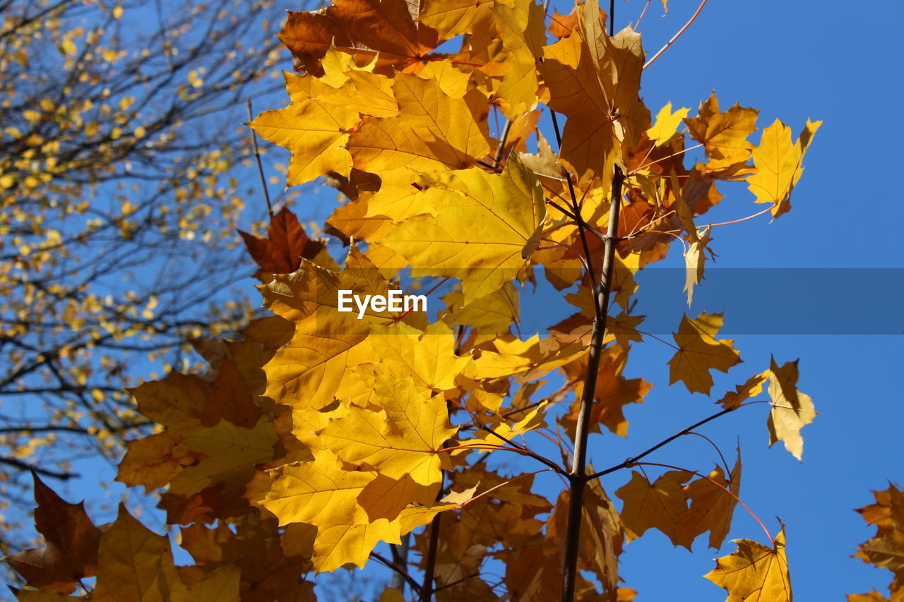 LOW ANGLE VIEW OF MAPLE TREE AGAINST CLEAR SKY