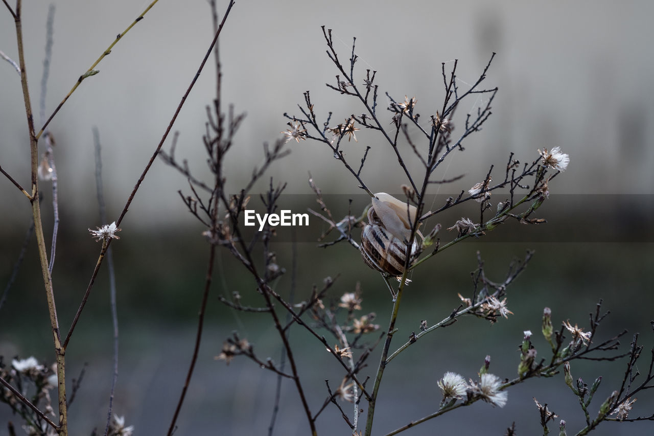 CLOSE-UP OF WHITE FLOWERING PLANTS AGAINST BLURRED BACKGROUND