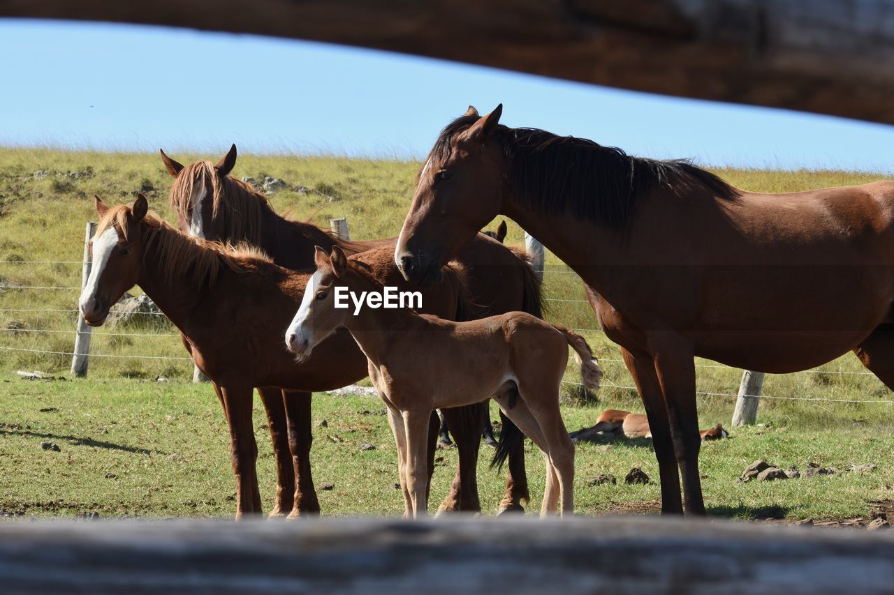 HORSES STANDING ON FIELD