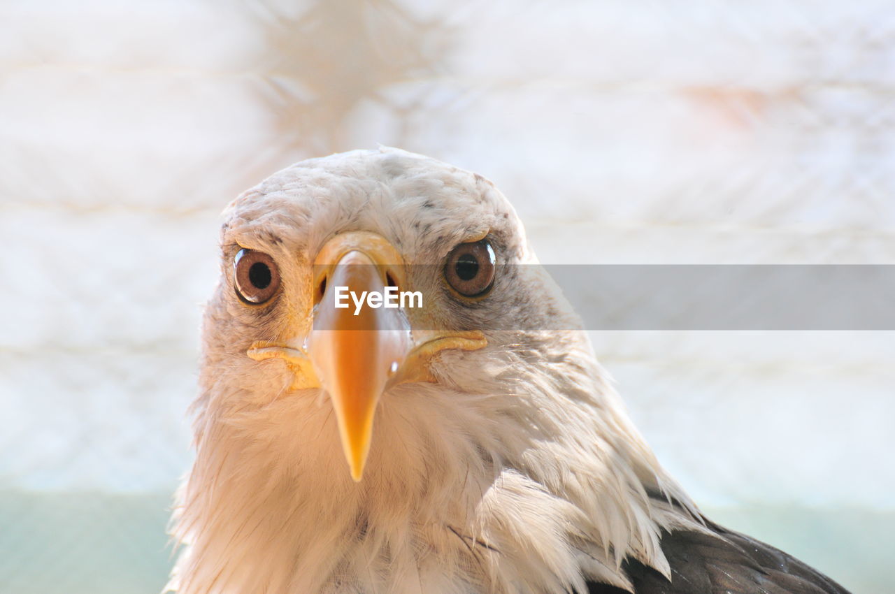 Close-up portrait of bald eagle