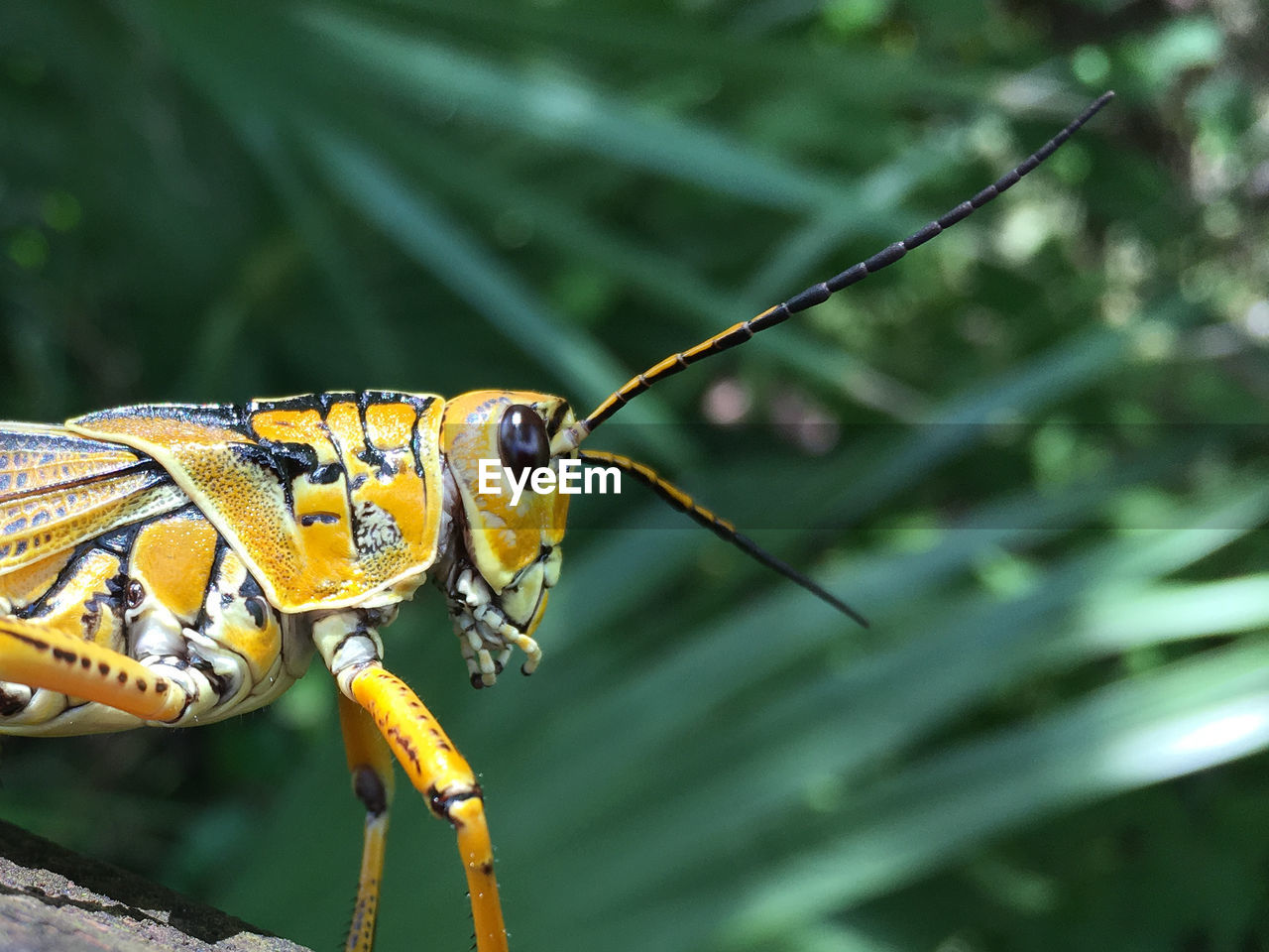 CLOSE-UP OF DAMSELFLY ON OUTDOORS