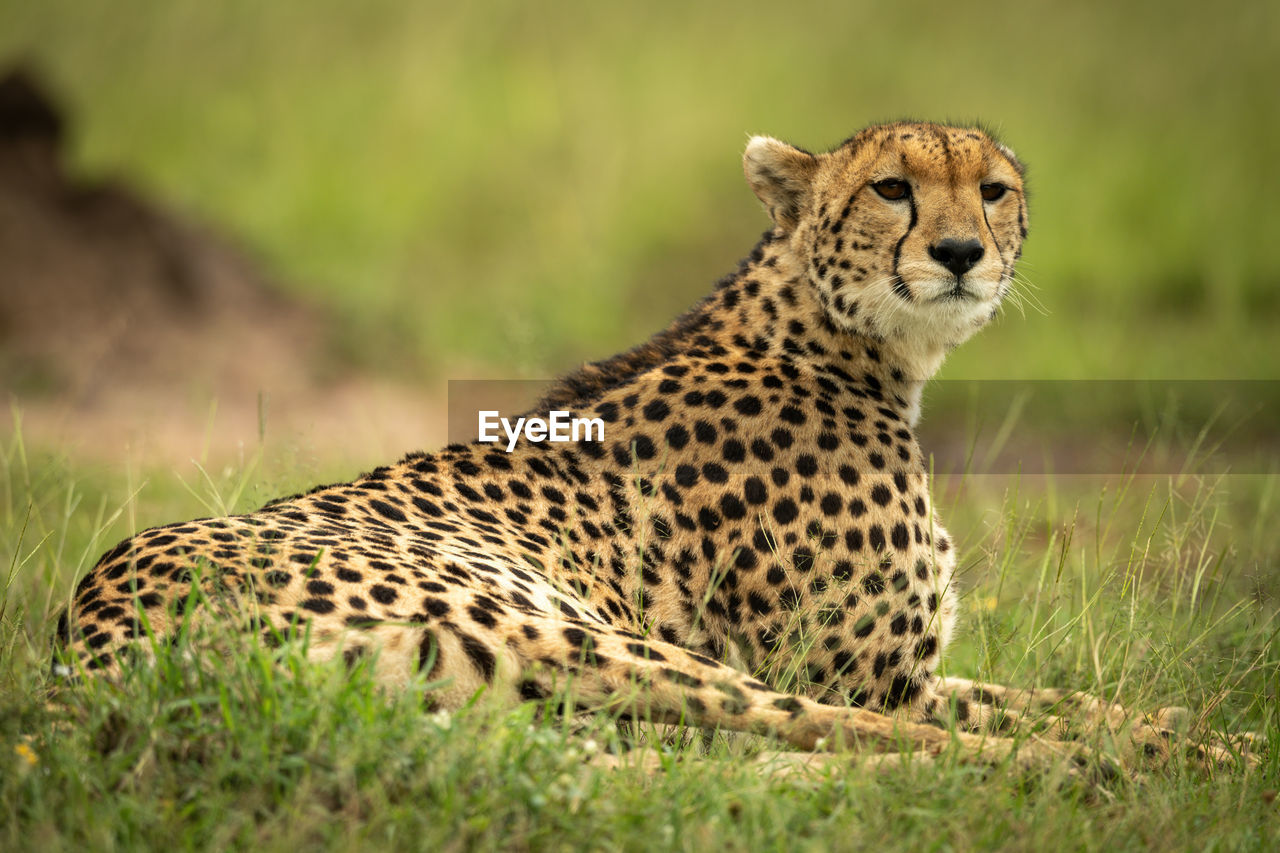 Cheetah lies in grass near termite mound