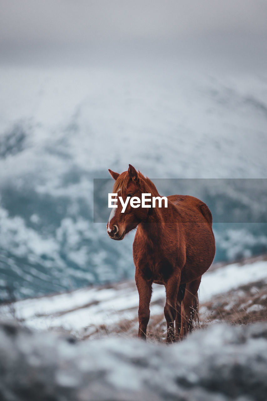 Horse standing on snow