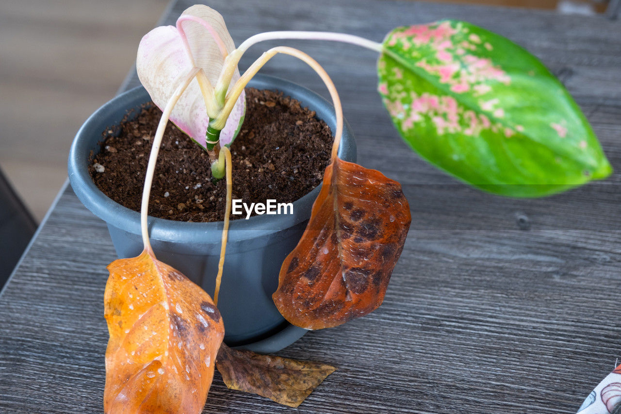 food and drink, food, freshness, plant, wood, produce, leaf, no people, healthy eating, flower, nature, wellbeing, plant part, fruit, table, vegetable, high angle view, outdoors, dish