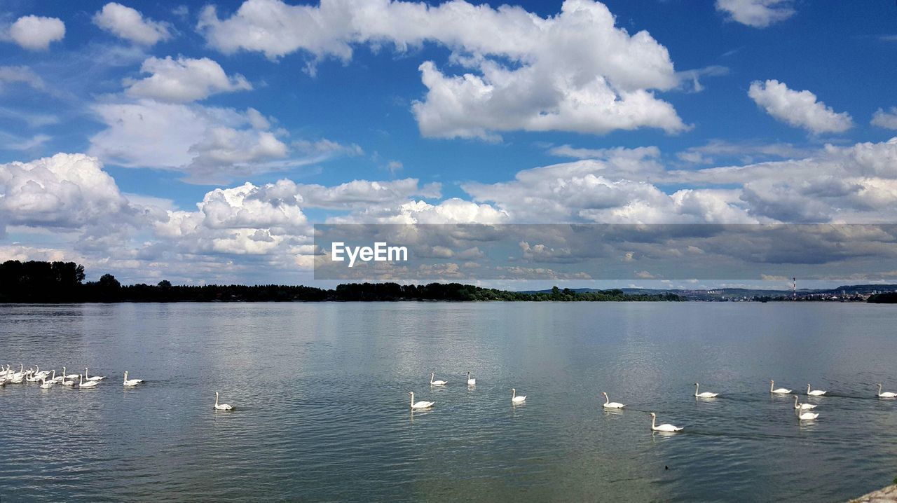 BIRDS SWIMMING IN LAKE