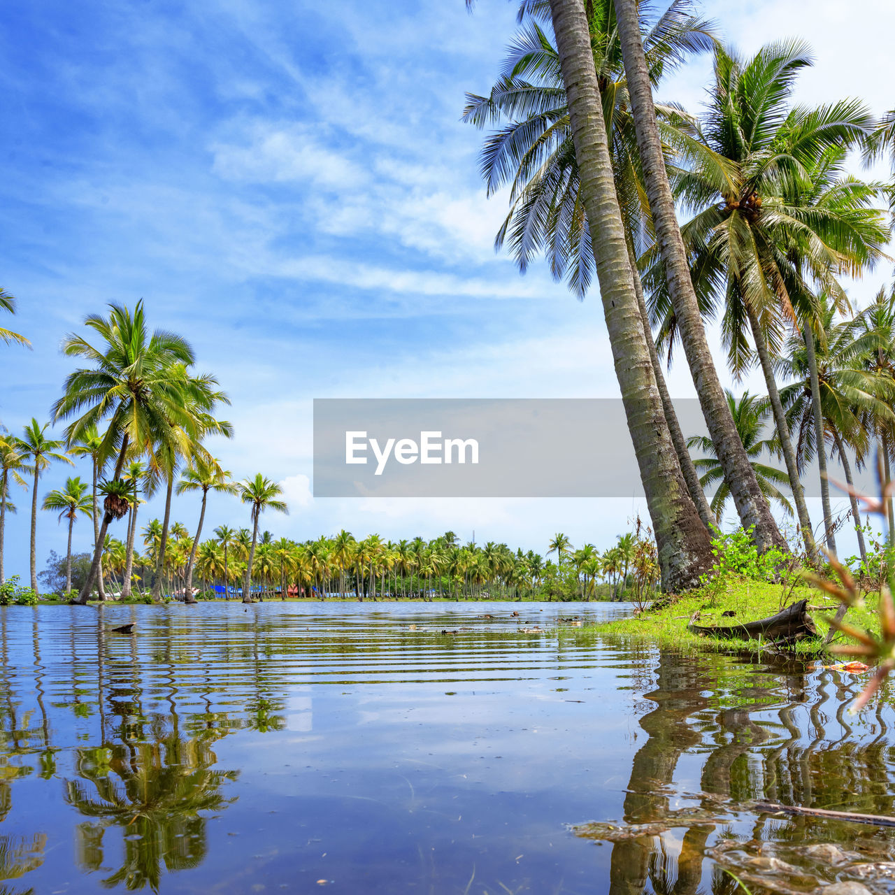 Palm trees by lake against sky