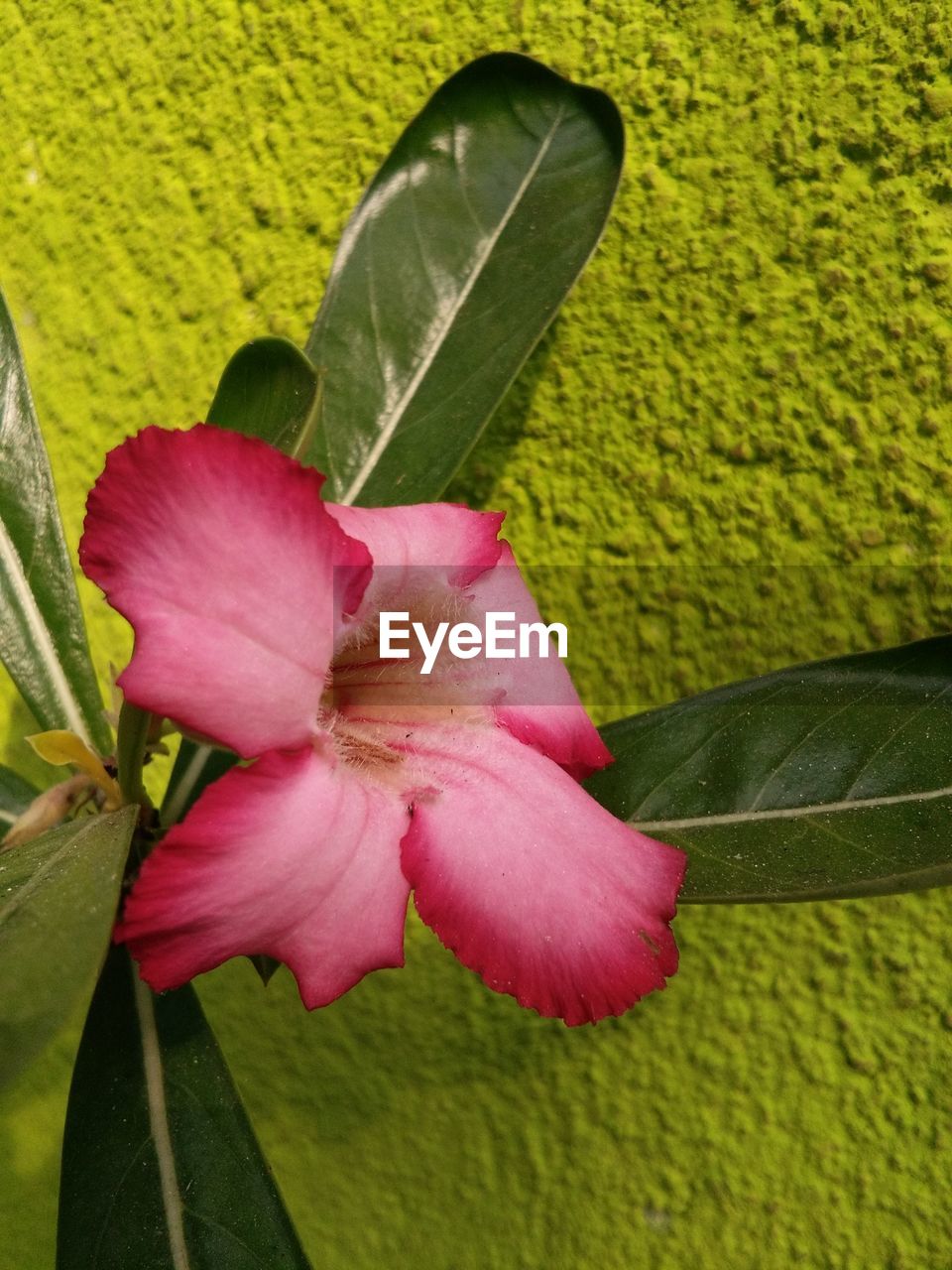 CLOSE-UP OF PINK FLOWER ON GREEN PLANT