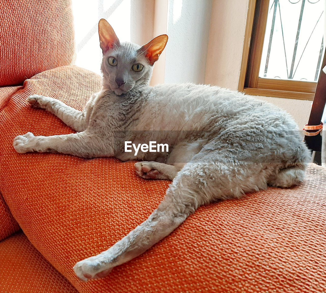 CAT LYING ON SOFA