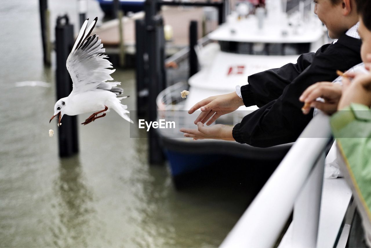 Side view of hand feeding bird