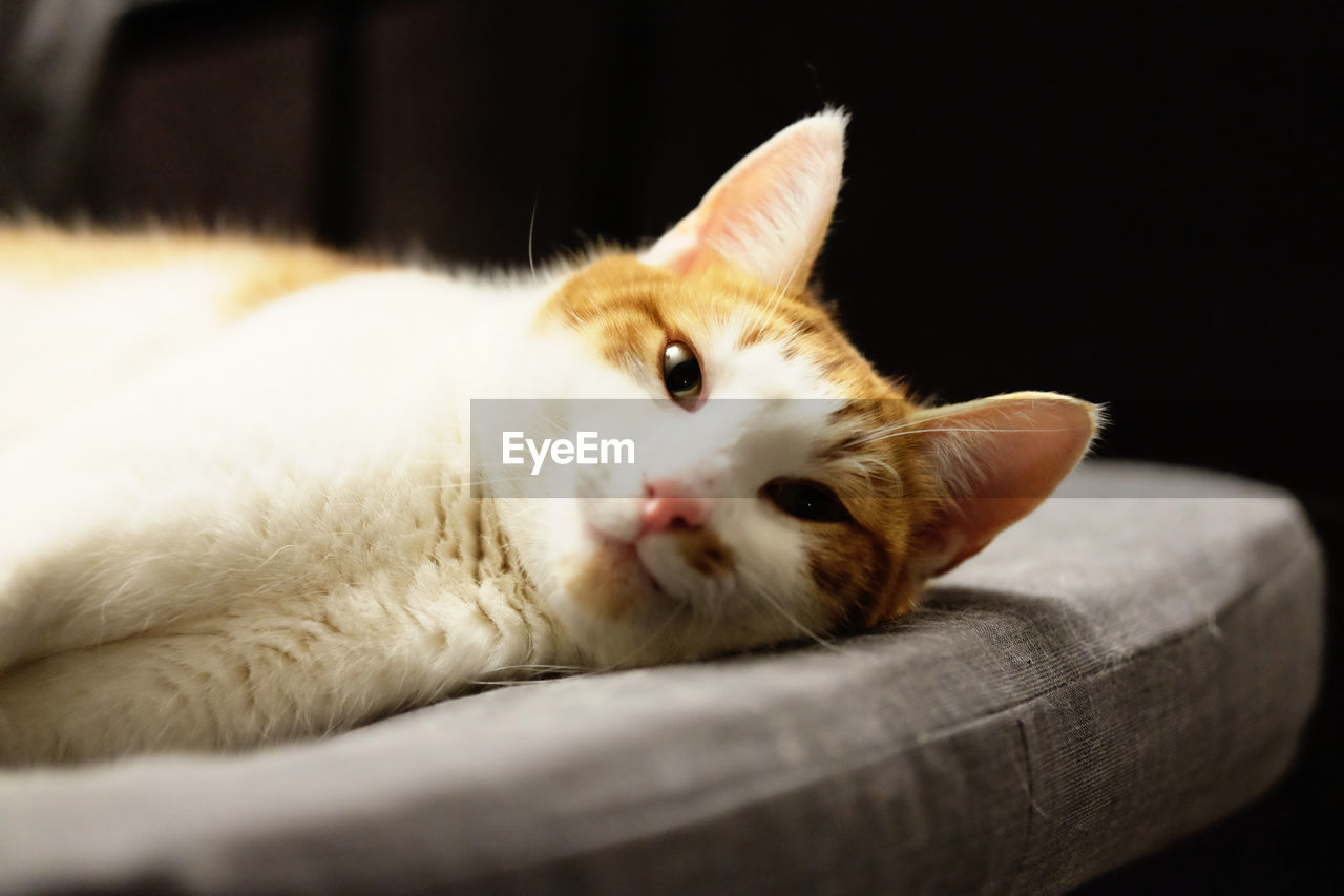 animal themes, animal, pet, domestic animals, mammal, one animal, cat, domestic cat, feline, whiskers, close-up, relaxation, nose, small to medium-sized cats, indoors, white, felidae, skin, portrait, no people, animal body part, lying down, looking at camera, cute, kitten, furniture, resting