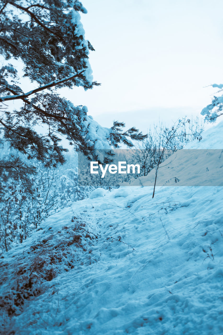 TREES ON SNOW AGAINST SKY