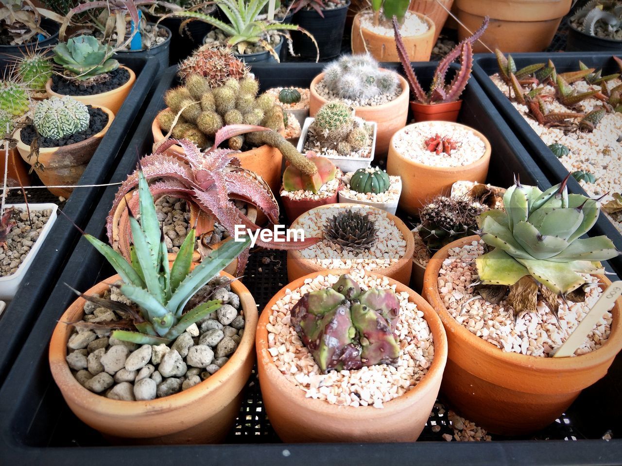 High angle view of cactus potted plants for sale