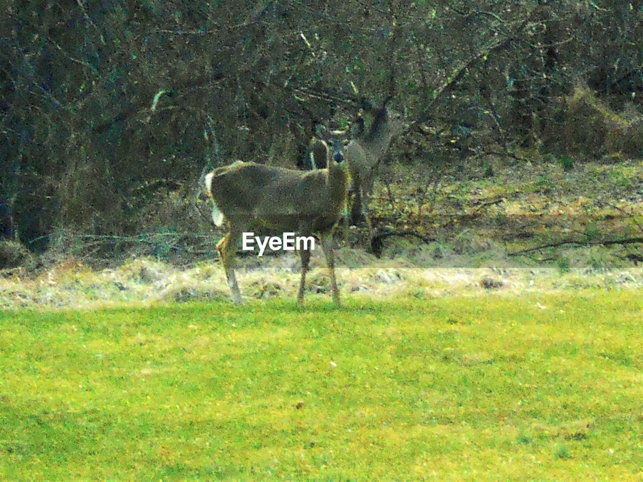 VIEW OF GRASSY FIELD