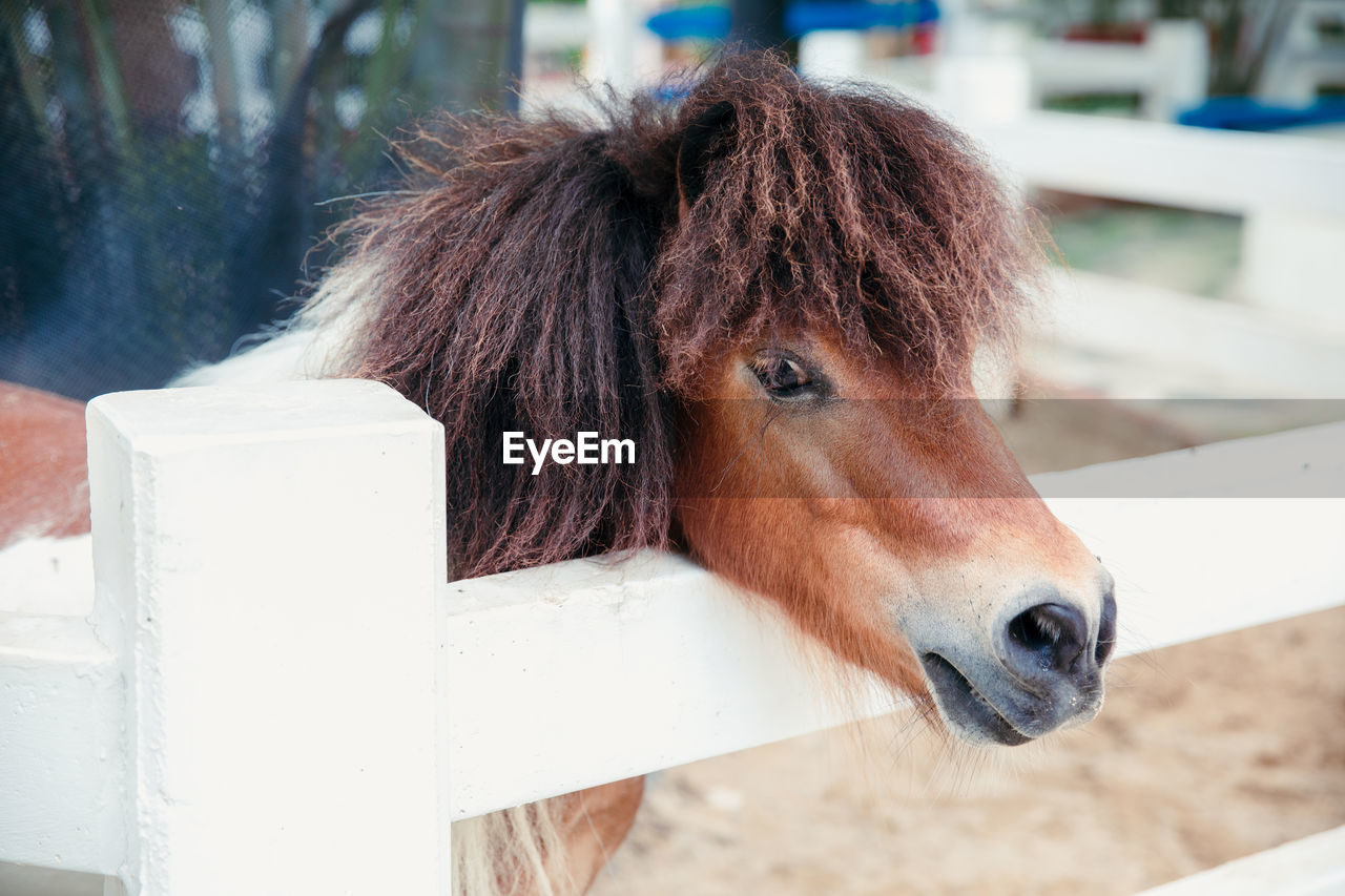 Portrait of a brown little pony horse in the farm