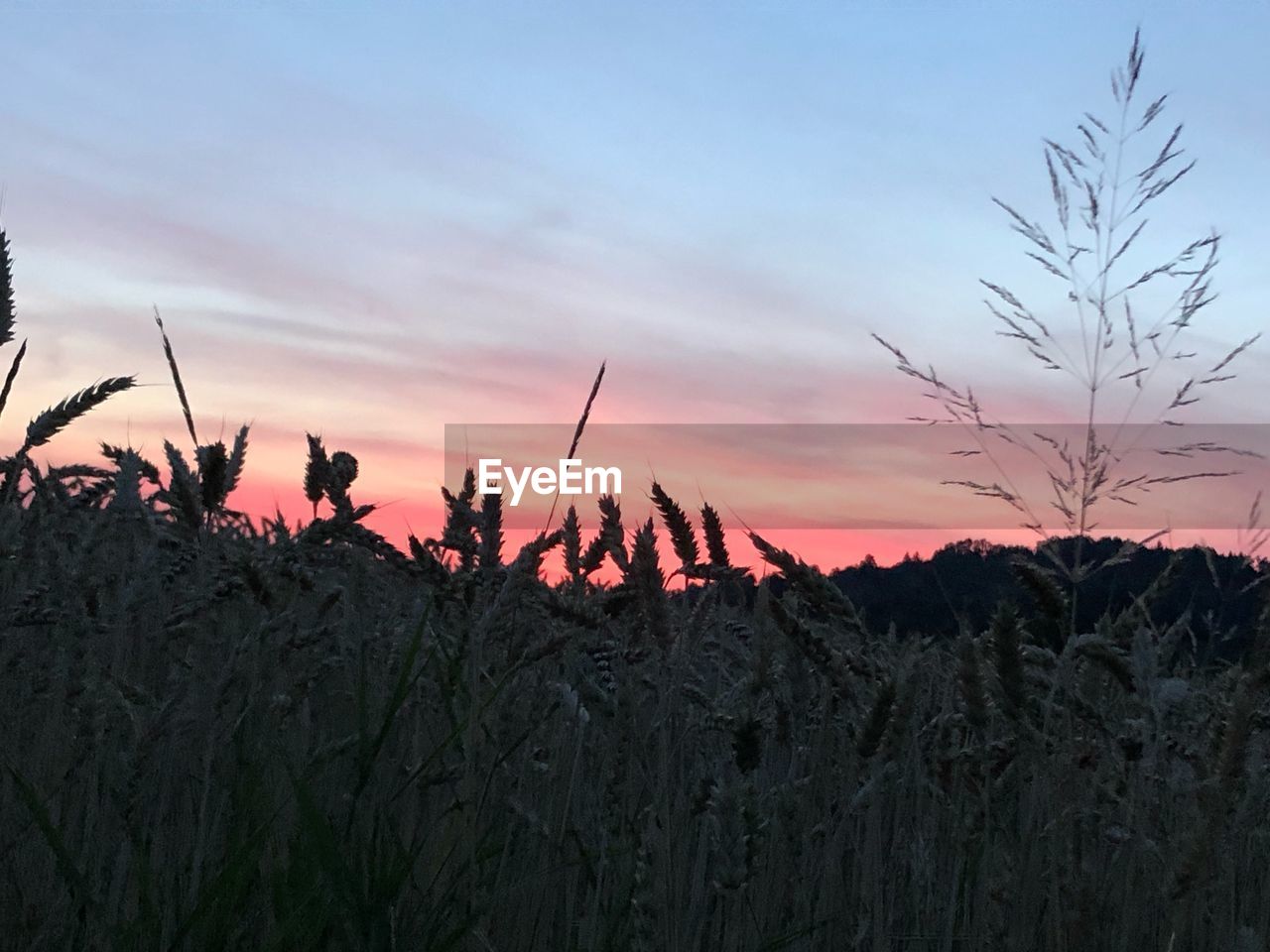 PLANTS GROWING ON FIELD AGAINST SKY DURING SUNSET