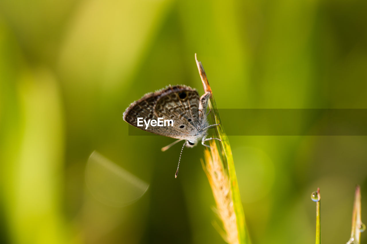 Close-up of butterfly on leaf