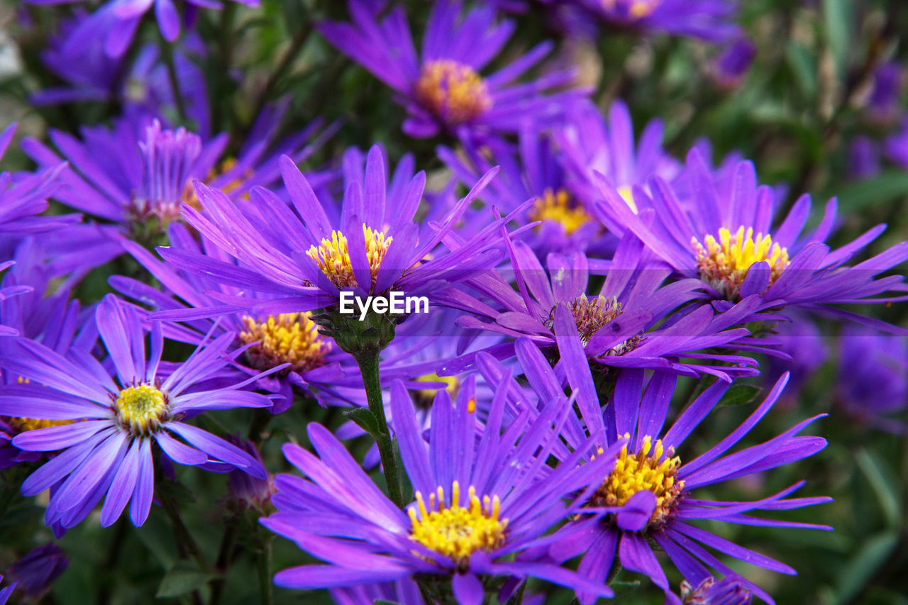 Close-up of purple flowers