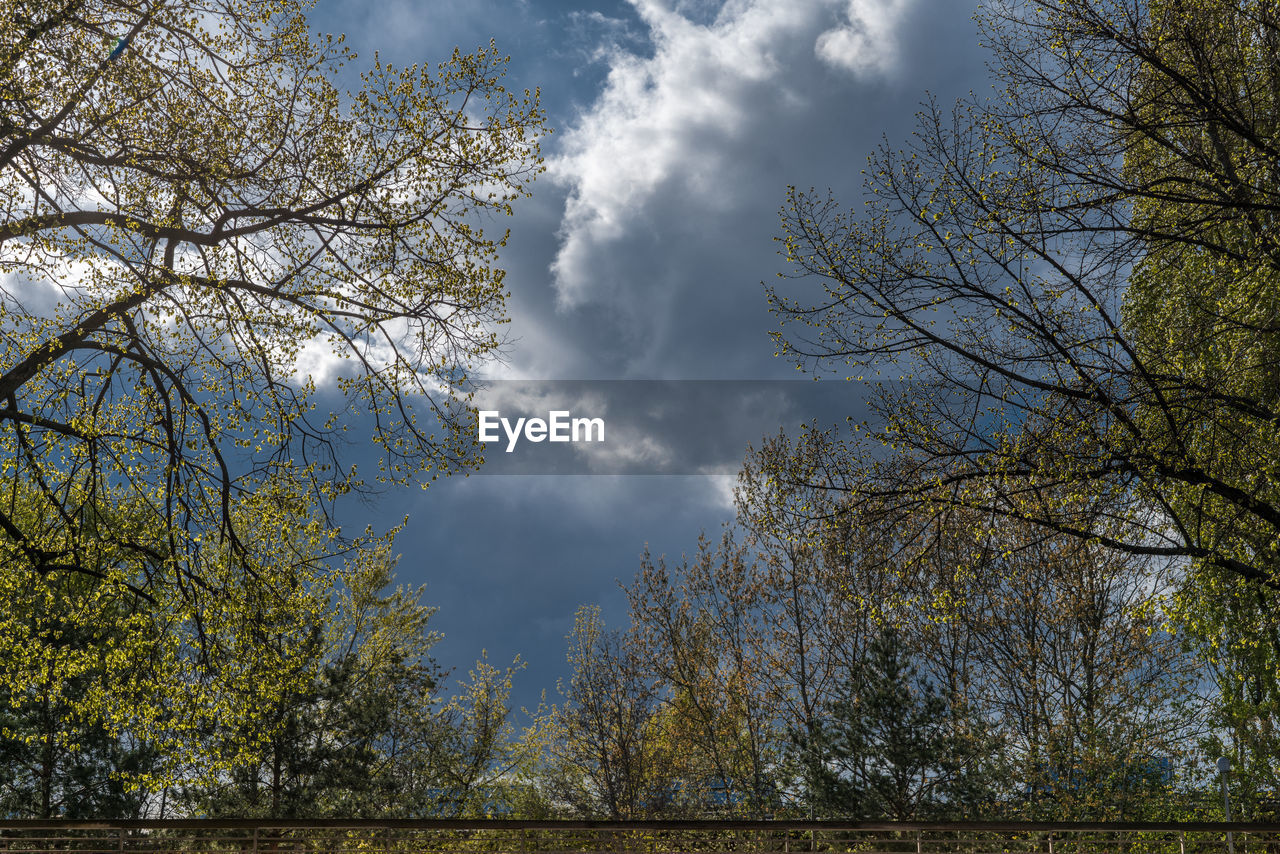 LOW ANGLE VIEW OF TREES AGAINST CLOUDY SKY