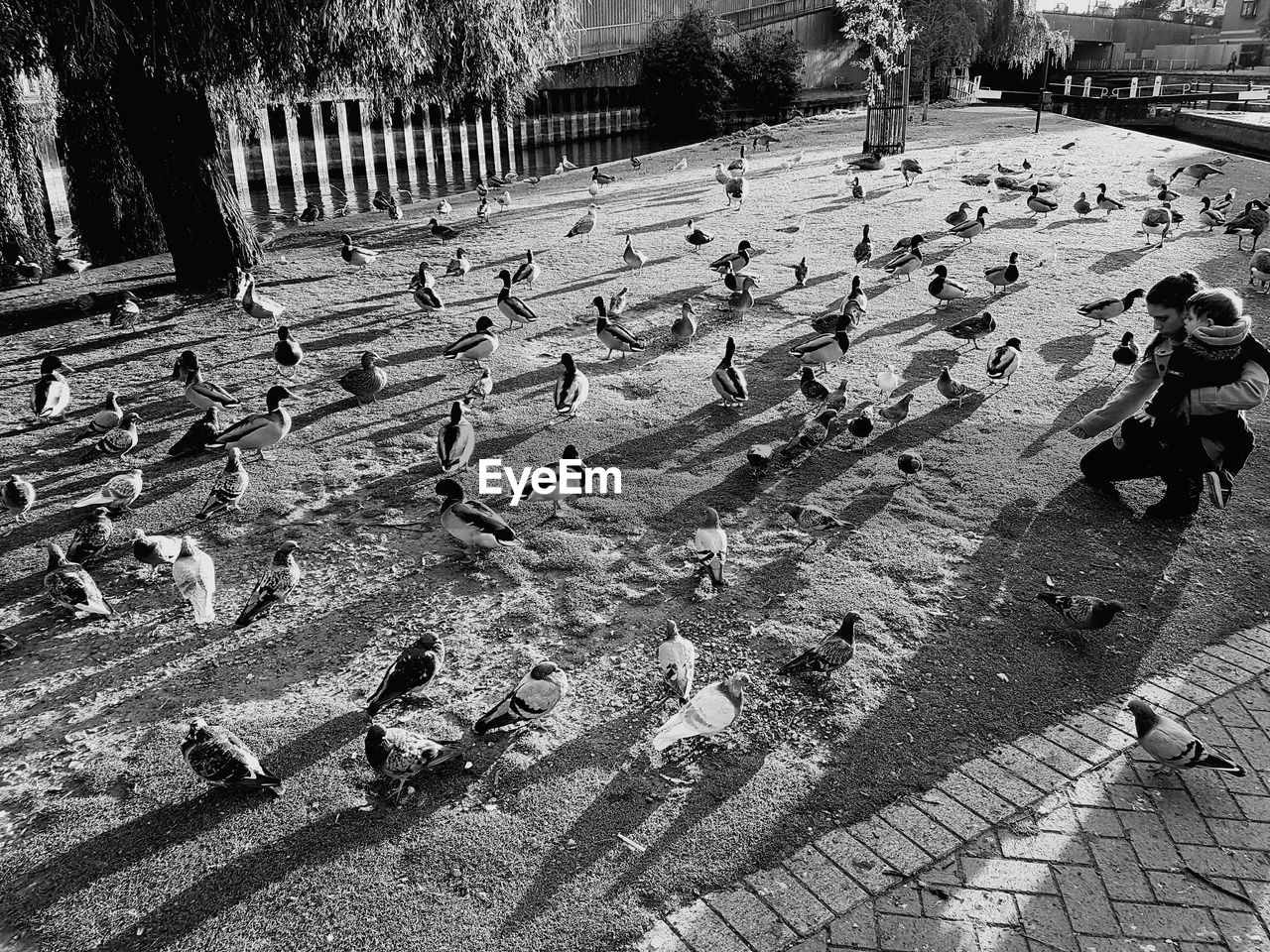 High angle view of birds on street
