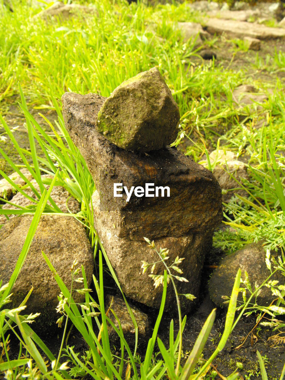 High angle view of rocks on grassy field