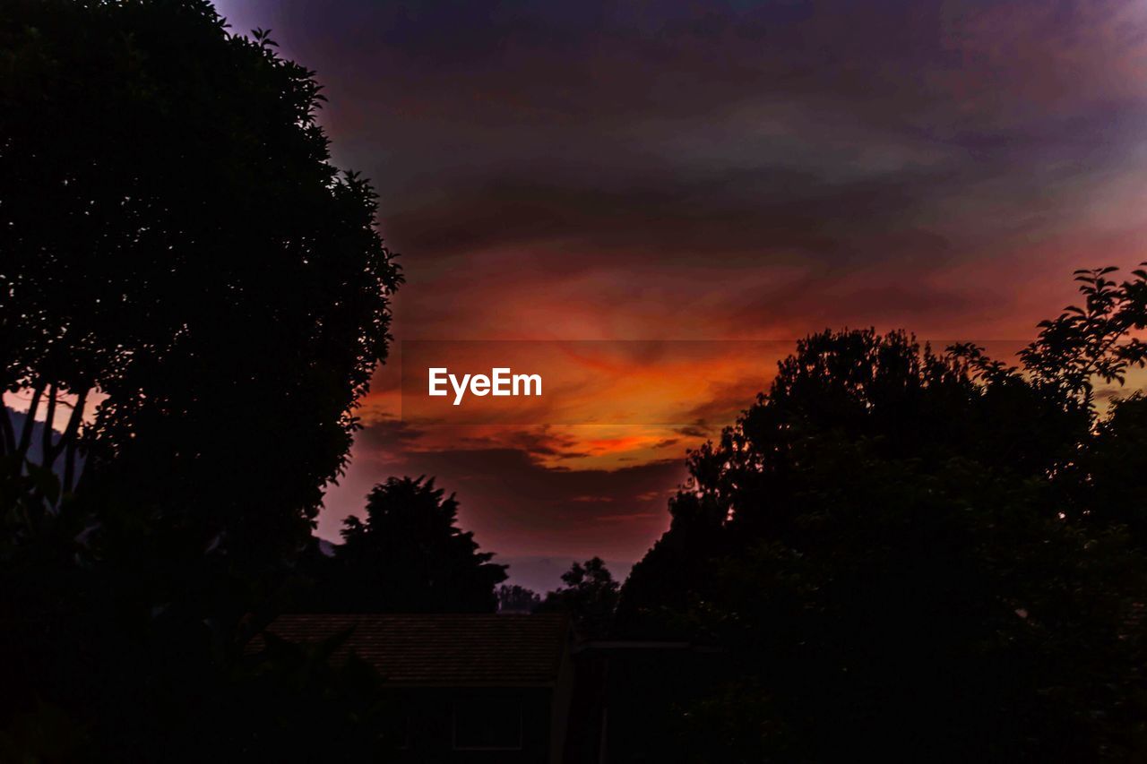 SCENIC VIEW OF SILHOUETTE TREES AGAINST SKY DURING SUNSET