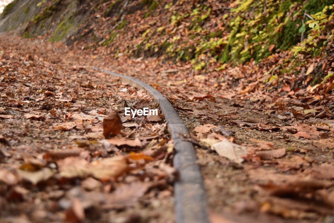 Surface level of abandoned railroad track amidst autumn leaves