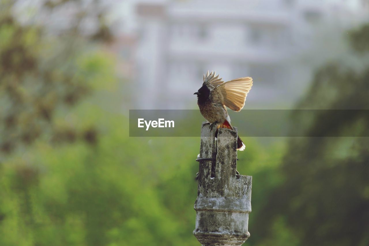 Close-up of bird flying over wooden post