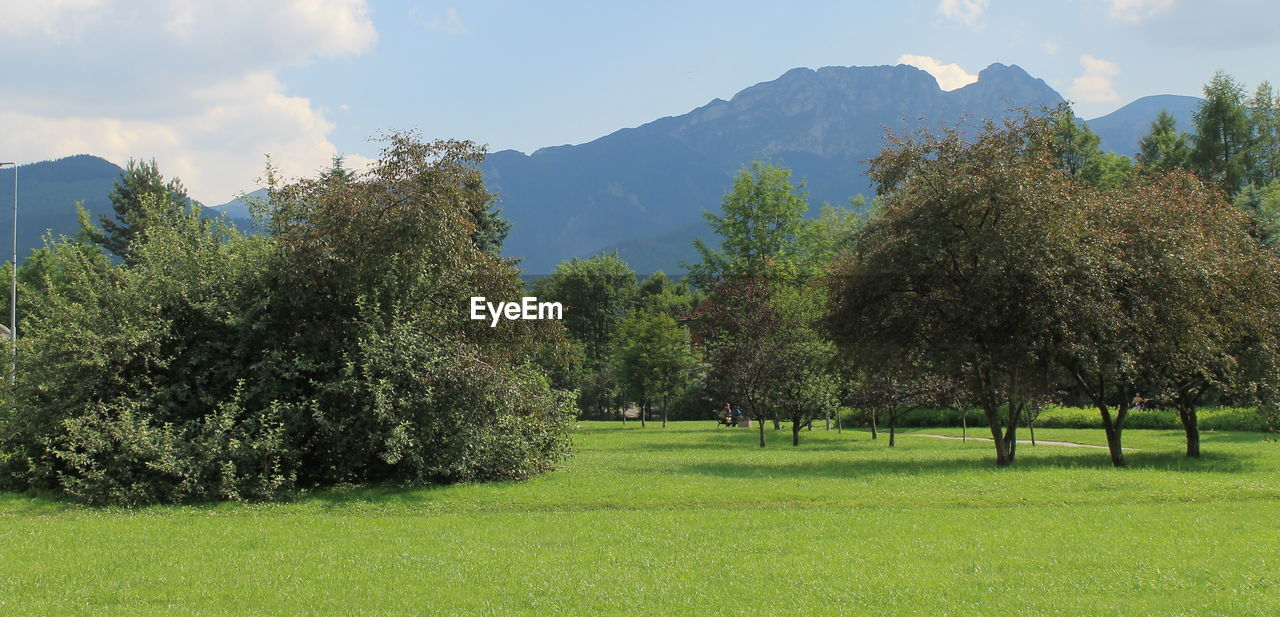 Trees on grassy field against mountain range