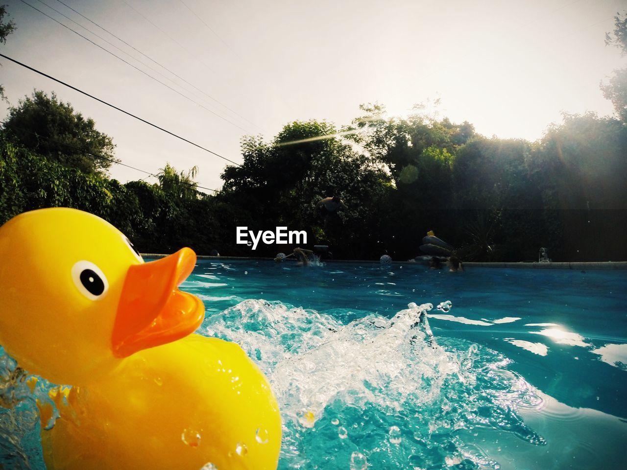 Rubber duck floating on swimming pool