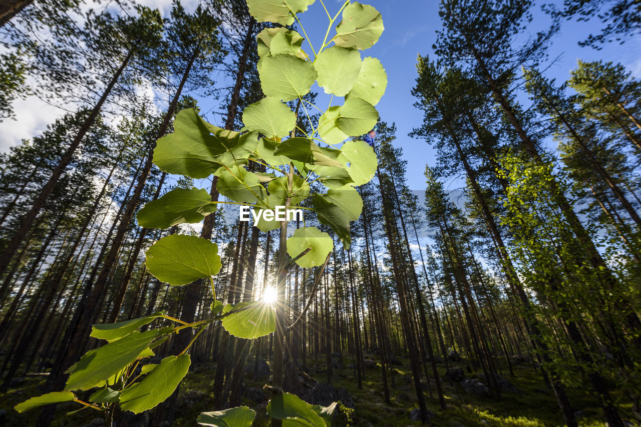 Low angle view of tree against sky