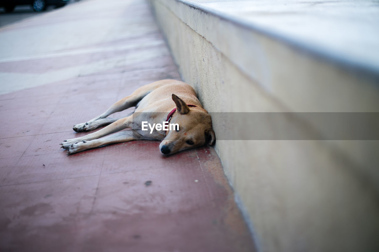 Dog resting on sidewalk